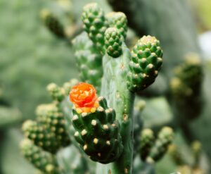 Close up of an orange blooming cactus flower. Featured image on a blog post about the top five tasks to complete this spring.